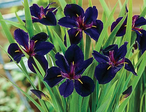 Louisiana Iris Black Gamecock. Known as a goddess in ancient Greece, Iris is the divine messenger soothing grief by sustaining the rainbow bridge between heaven and earth.