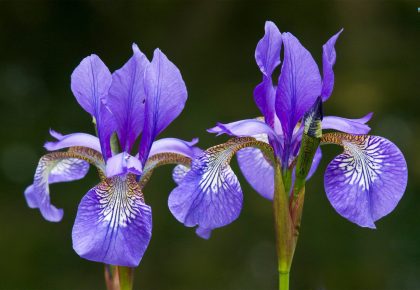 pair of irises