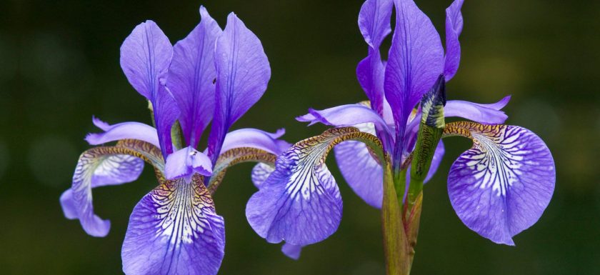 pair of irises