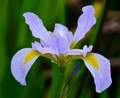 Dutch Iris. Known as a goddess in ancient Greece, Iris is the divine messenger soothing grief by sustaining the rainbow bridge between heaven and earth.