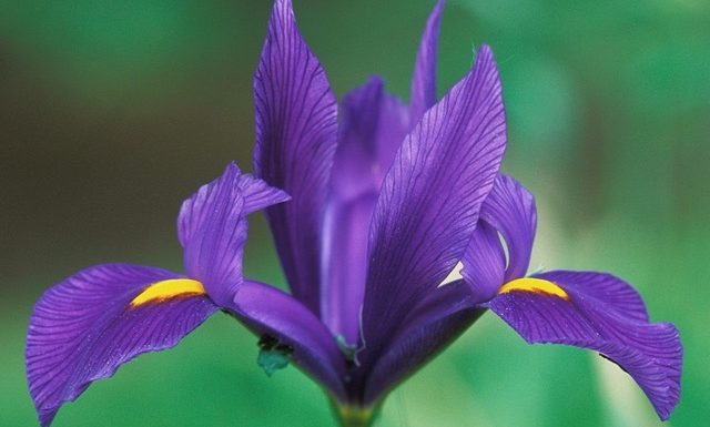 Known as a goddess in ancient Greece, Iris is the divine messenger soothing grief by sustaining the rainbow bridge between heaven and earth.