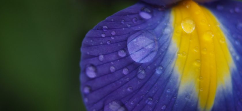 purple and yellow iris petal closeup