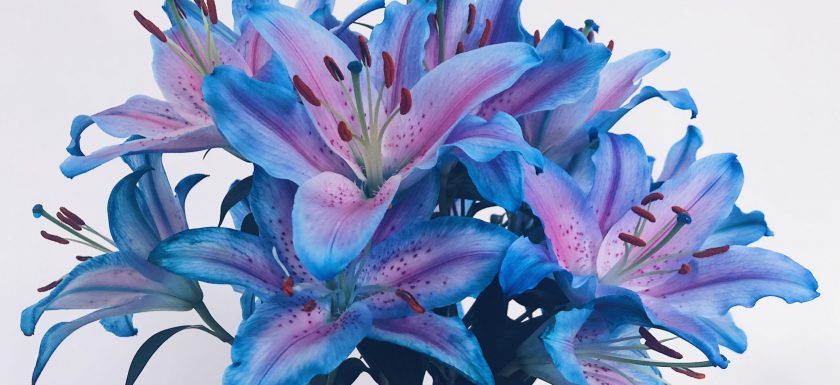 blue and pink petalled lily