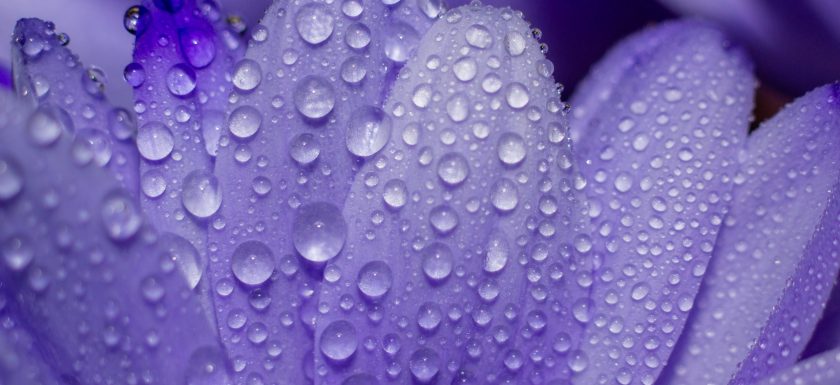 water droplets on purple petals